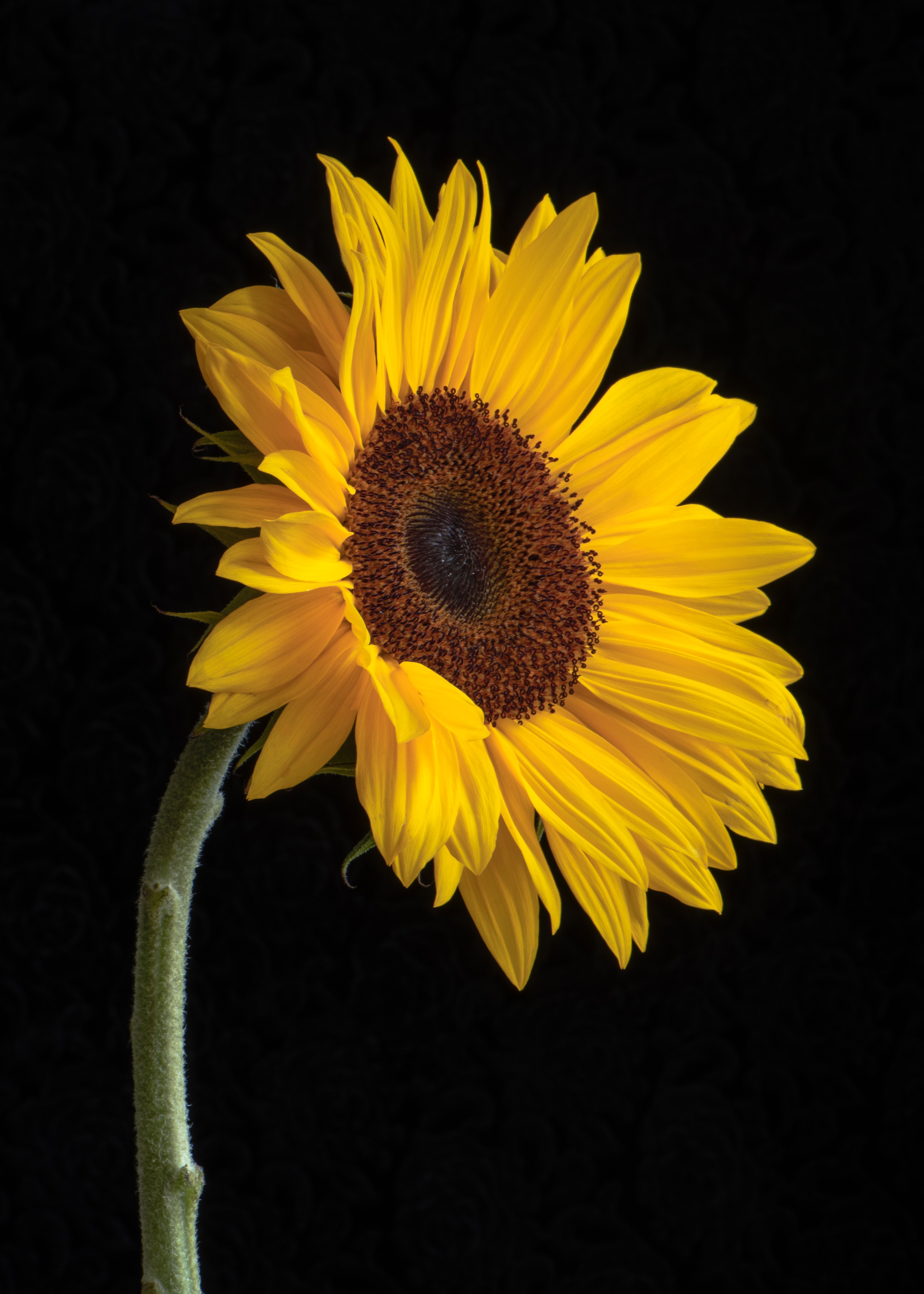 Sonnenblume vor schwarzem Hintergrund